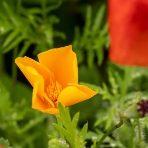 Little yellow flower