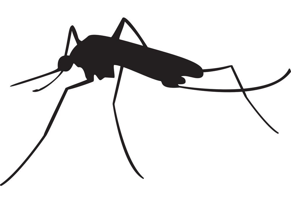 mosquito-black-silhouette