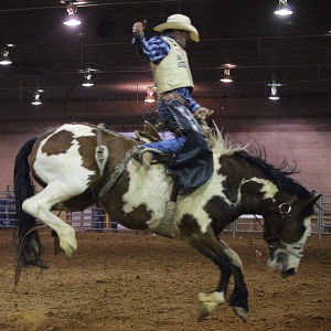 Rodeo1
